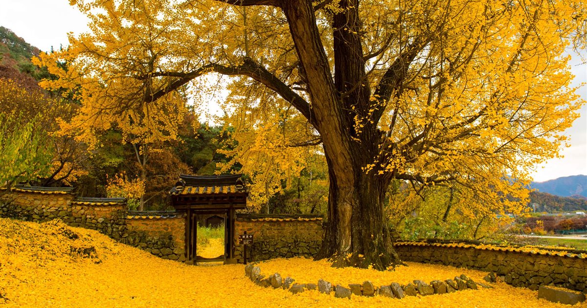 Árbol de Ginko Biloba en otoñoa